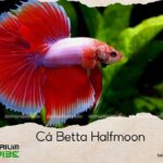 cá betta halfmoon