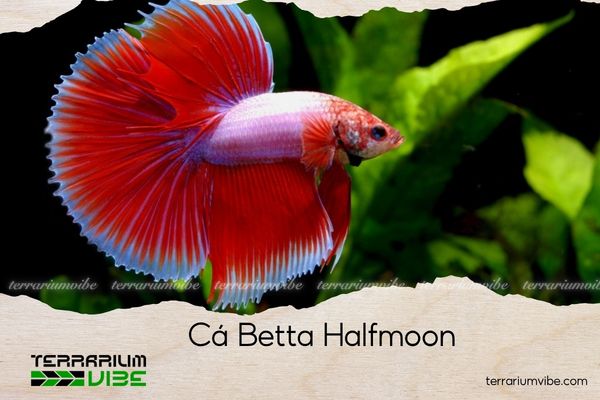 Cá Betta Halfmoon
