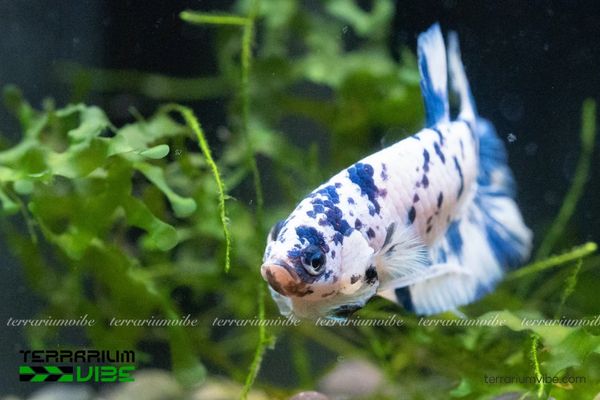 Cá Betta Marble Dot 1 Tìm hiểu về thông tin sinh học tổng quan của cá Betta Marble Dot