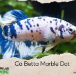 cá betta marble dot