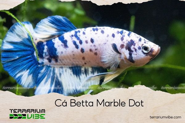 Cá Betta Marble Dot