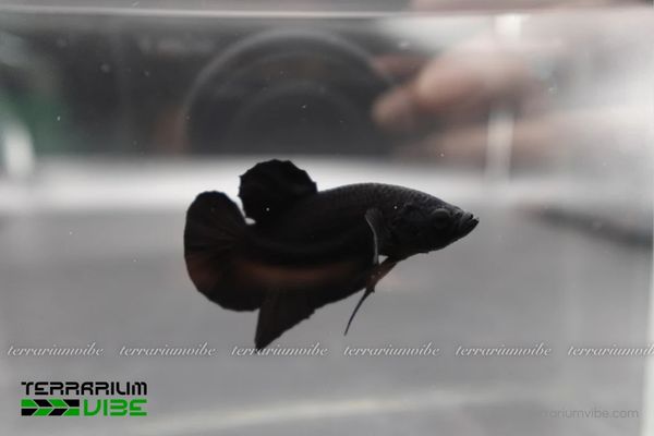 Cá Betta Super Black 2 Đặc điểm hình dáng đặc trưng và tập tính sống của Betta Super Black