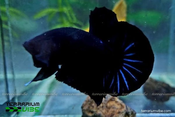 Cá Betta Super Black 4 Cập nhật mức giá hiện nay của cá Betta Super Black