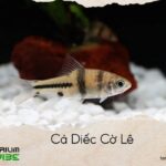 cá diếc cờ lê