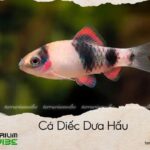 cá diếc dưa hấu