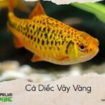 cá diếc vảy vàng