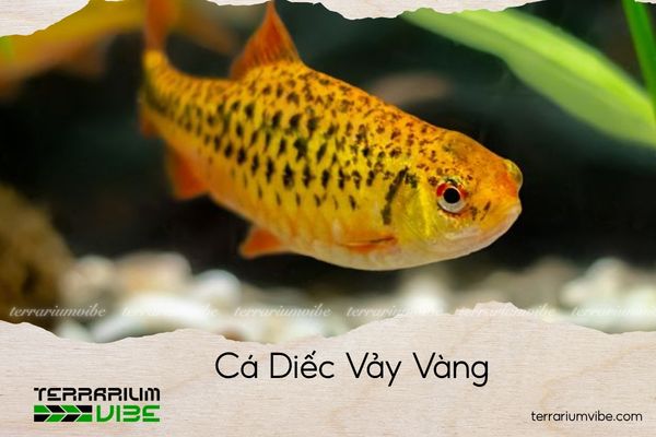 Cá Diếc Vảy Vàng