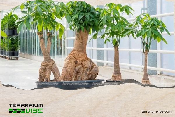 Cây Kim Ngân hợp mệnh gì? Ý nghĩa và cách chăm cây duy trì sinh khí 1 Cây Kim Ngân có nguồn gốc từ khu vực Trung và Nam Mỹ