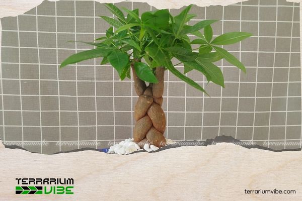 Cây Kim Ngân hợp mệnh gì? Ý nghĩa và cách chăm cây duy trì sinh khí 2 Cây Kim Ngân trong phong thủy mang biểu tượng của sự phát triển bền vững