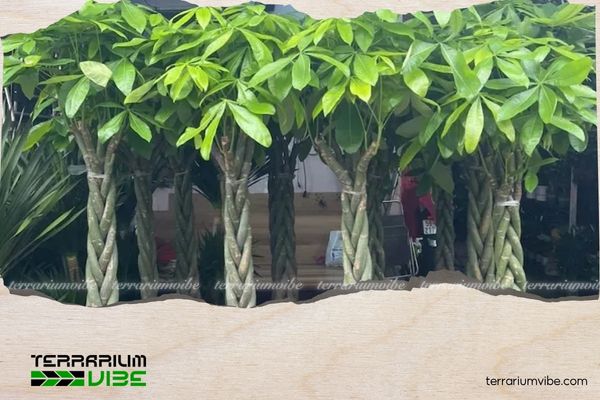 Cây Kim Ngân hợp mệnh gì? Ý nghĩa và cách chăm cây duy trì sinh khí 4 Nên đặt cây Kim Ngân ở hướng Đông, Đông Nam, Nam, Bắc để tăng vượng khí