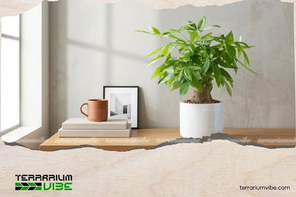 Cây Kim Ngân hợp mệnh gì? Ý nghĩa và cách chăm cây duy trì sinh khí 3 Nên đặt cây Kim Ngân trong phòng khách, bàn làm việc để hút tài lộc