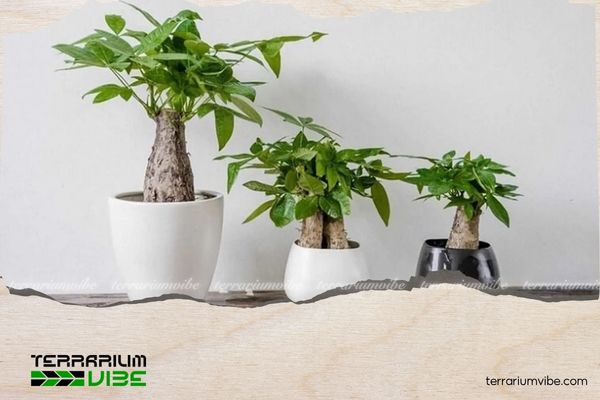 Cây Kim Ngân hợp mệnh gì? Ý nghĩa và cách chăm cây duy trì sinh khí 5 Cách chăm sóc cây Kim Ngân để duy trì tài lộc và sinh khí