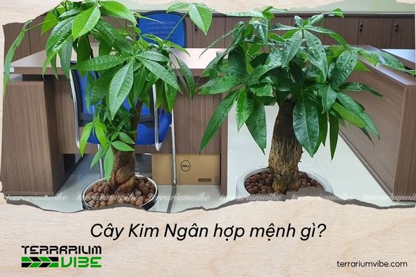 cây kim ngân hợp mệnh gì