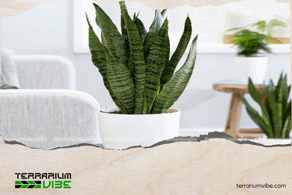 Cây lưỡi hổ hợp mệnh gì? Cách chọn vị trí đặt cây để hút tài lộc 1 Cây lưỡi hổ mang năng lượng của hành Kim và hành Thổ