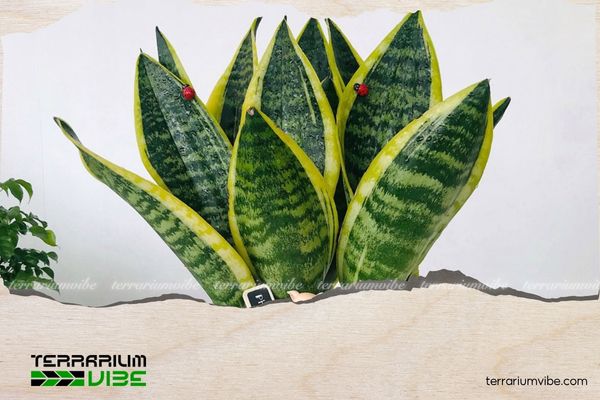 Cây lưỡi hổ hợp mệnh gì? Cách chọn vị trí đặt cây để hút tài lộc 2 Tác dụng và ý nghĩa cây lưỡi hổ trong phong thủy