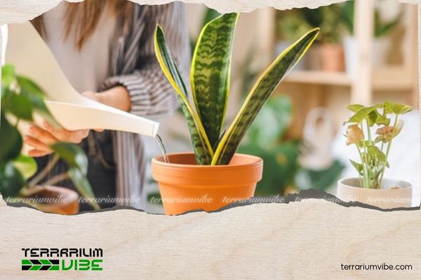 Cây lưỡi hổ hợp mệnh gì? Cách chọn vị trí đặt cây để hút tài lộc 3 Cây lưỡi hổ hợp mệnh Kim và Thổ
