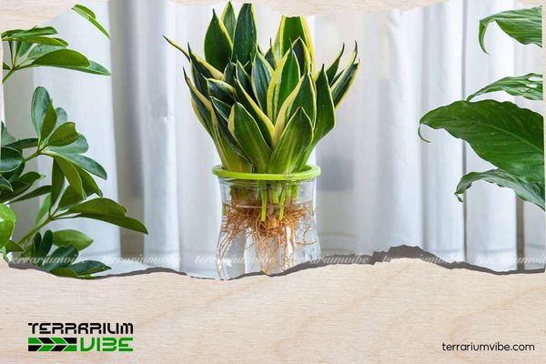 Cây lưỡi hổ hợp mệnh gì? Cách chọn vị trí đặt cây để hút tài lộc 5 Nên trồng cây lưỡi hổ ở hướng Đông, Đông Nam, Tây, Tây Bắc