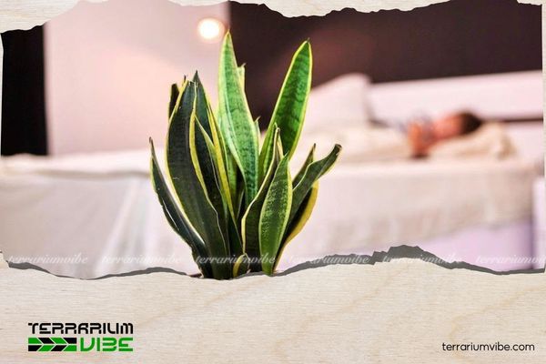 Cây lưỡi hổ hợp mệnh gì? Cách chọn vị trí đặt cây để hút tài lộc 4 Cây lưỡi hổ phù hợp với không gian phòng ngủ, phòng khách, phòng làm việc