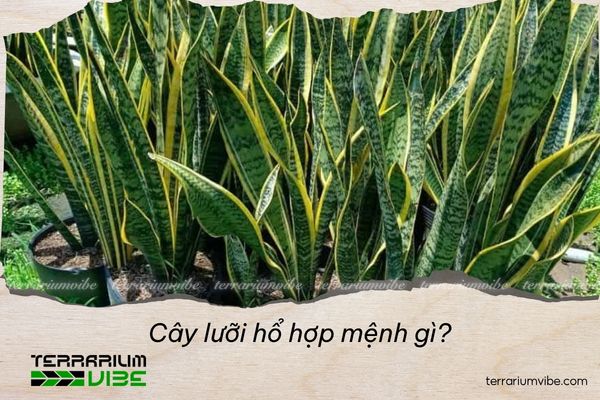 cây lưỡi hổ hợp mệnh gì