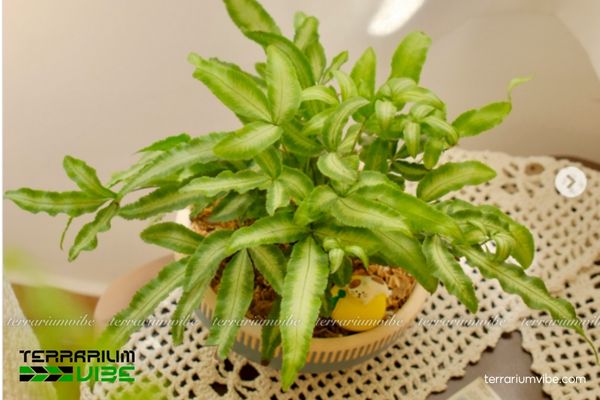 Dương Xỉ Ánh Tuyết 1 Tìm hiểu đặc điểm sinh học của Dương Xỉ Ánh Tuyết