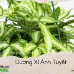 dương xỉ ánh tuyết