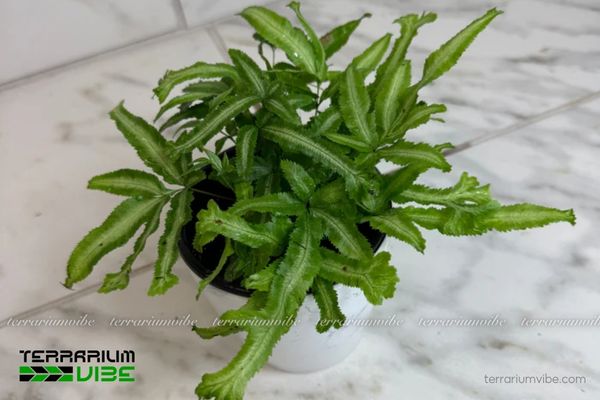 Dương Xỉ Ánh Tuyết 2 Dương Xỉ Ánh Tuyết thường sinh trưởng tại các khu rừng ẩm, ven suối