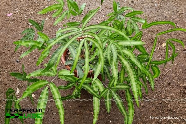 Dương Xỉ Ánh Tuyết 3 Dương Xỉ Ánh Tuyết thường được bố trí ở trung tâm hoặc hậu cảnh