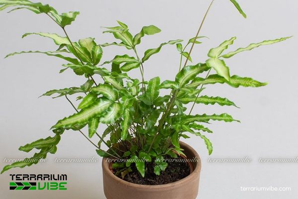 Dương Xỉ Ánh Tuyết 4 Điều kiện môi trường cần thiết để chăm sóc Dương Xỉ Ánh Tuyết tốt