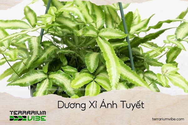 duong-xi-anh-tuyet dương xỉ ánh tuyết