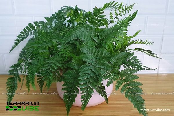 Dương Xỉ Chân Thỏ 1 Tìm hiểu đặc điểm sinh học của Dương Xỉ Chân Thỏ