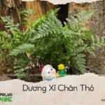dương xỉ chân thỏ