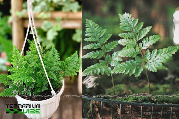 Dương Xỉ Chân Thỏ 2 Dương Xỉ Chân Thỏ bám trên thân cây trong môi trường tự nhiên