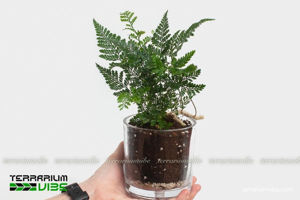 Dương Xỉ Chân Thỏ 3 Dương Xỉ Chân Thỏ thích hợp cho các terrarium có độ ẩm cao