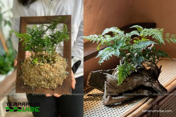 Dương Xỉ Chân Thỏ 4 Các yếu tố môi trường cần lưu ý khi trồng Dương Xỉ Chân Thỏ làm tiểu cảnh