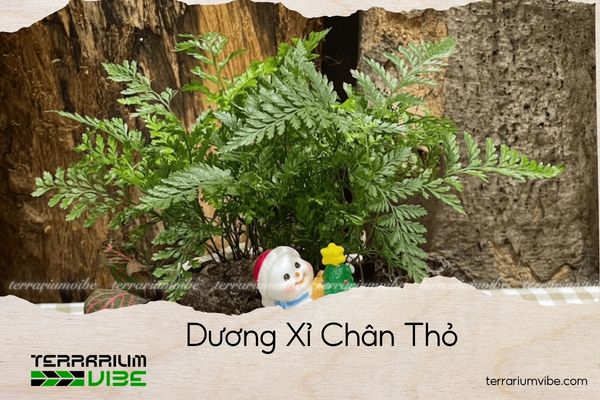 duong-xi-chan-tho dương xỉ chân thỏ