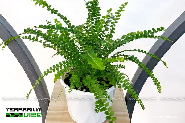 Dương Xỉ Lá Me 1 Tìm hiểu thông tin sinh học của Dương Xỉ Lá Me