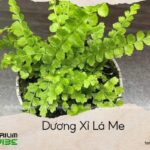 dương xỉ lá me