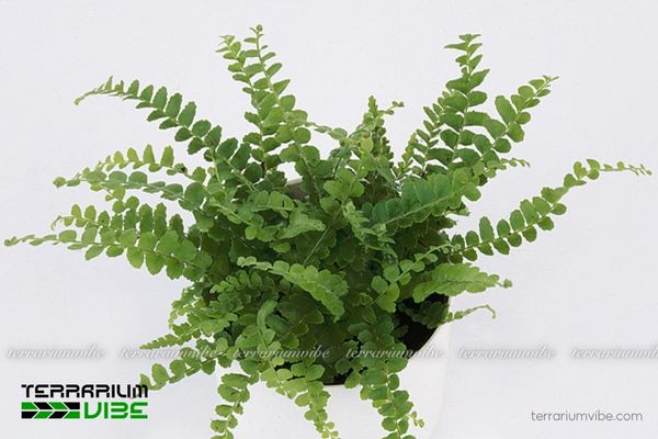 Dương Xỉ Lá Me 2 Dương Xỉ Lá Me có nguồn gốc từ các khu rừng nhiệt đới và cận nhiệt đới ẩm mát