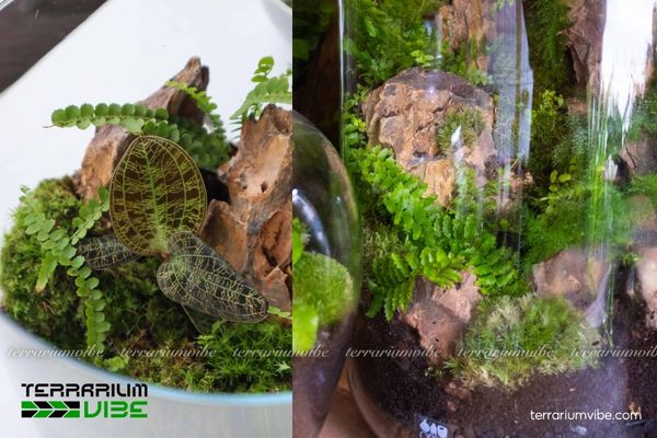 Dương Xỉ Lá Me 3 Dương Xỉ Lá Me - loài cây rừng nhiệt đới ưa ẩm, nổi bật với tán lá xanh mướt tự nhiên