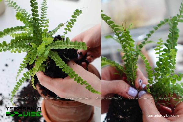 Dương Xỉ Lá Me 4 Cách chăm sóc Dương Xỉ Lá Me trong làm tiểu cảnh
