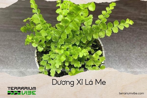 duong-xi-la-me dương xỉ lá me