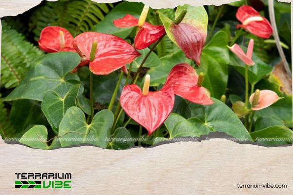 Mệnh Hỏa hợp cây gì? 10 loại cây phong thủy mang lại may mắn và tài lộc 2 Hồng Môn thích hợp đặt tại bàn làm việc, phòng khách của gia chủ mệnh Hỏa