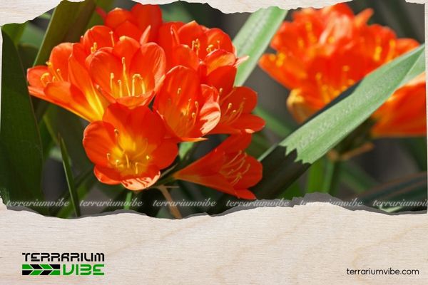 Mệnh Hỏa hợp cây gì? 10 loại cây phong thủy mang lại may mắn và tài lộc 4 Cây Lan Quân Tử phù hợp để trang trí trong nhà gia chủ mệnh Hỏa