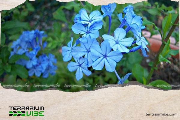 Mệnh Hỏa hợp cây gì? 10 loại cây phong thủy mang lại may mắn và tài lộc 6 Mệnh Hỏa nên tránh trồng các cây có màu xanh dương