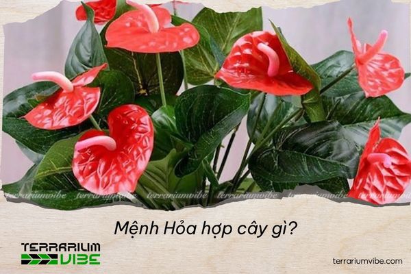 mệnh hỏa hợp cây gì