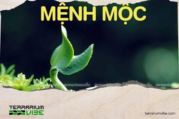 Mệnh Mộc hợp cây gì? 10+ Loại cây giúp gia tăng vượng khí 1 Mệnh Mộc đại diện cho cây cối và sự sinh sôi phát triển
