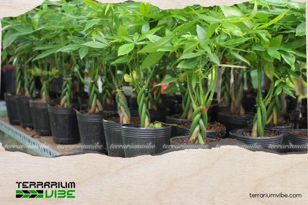 Mệnh Mộc hợp cây gì? 10+ Loại cây giúp gia tăng vượng khí 3 Cây Kim Ngân mang đến sự giàu có và sung túc cho mệnh Mộc