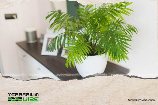 Mệnh Mộc hợp cây gì? 10+ Loại cây giúp gia tăng vượng khí 4 Mộc hợp cây gì để bàn? Cây Cau Tiểu Trâm là lựa chọn không thể bỏ qua
