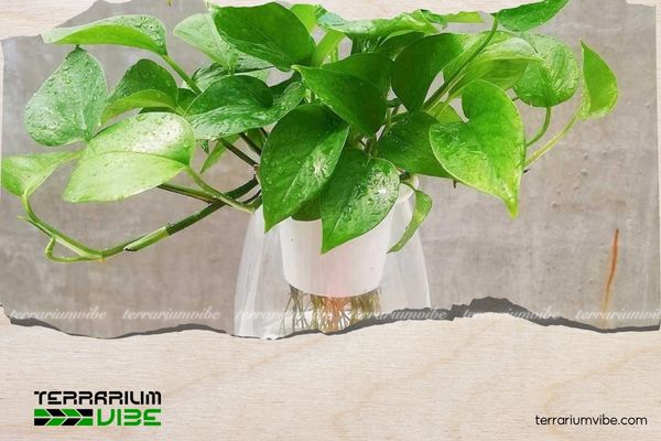 Mệnh Mộc hợp cây gì? 10+ Loại cây giúp gia tăng vượng khí 5 Cây Trầu Bà thủy sinh giúp lọc không khí và thu hút may mắn cho mệnh Mộc