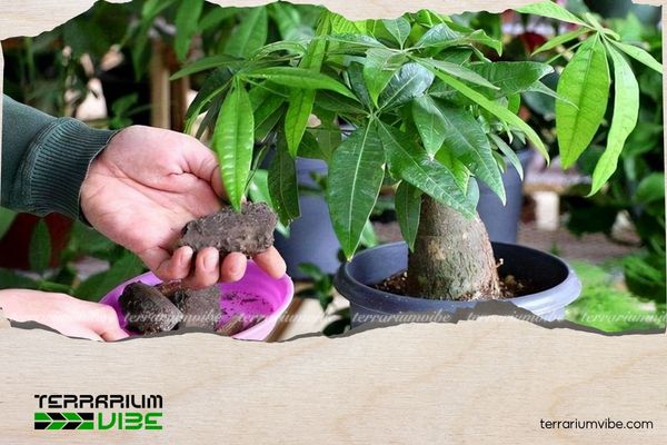 Mệnh Mộc hợp cây gì? 10+ Loại cây giúp gia tăng vượng khí 6 Gia chủ mệnh Mộc cần lưu ý đặt cây tại hướng Đông hoặc Đông Nam để năng lượng được khai thông